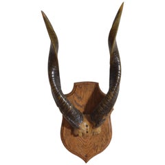 Antique African Eland Mount on Shaped Oak Plaque, Early 20th Century