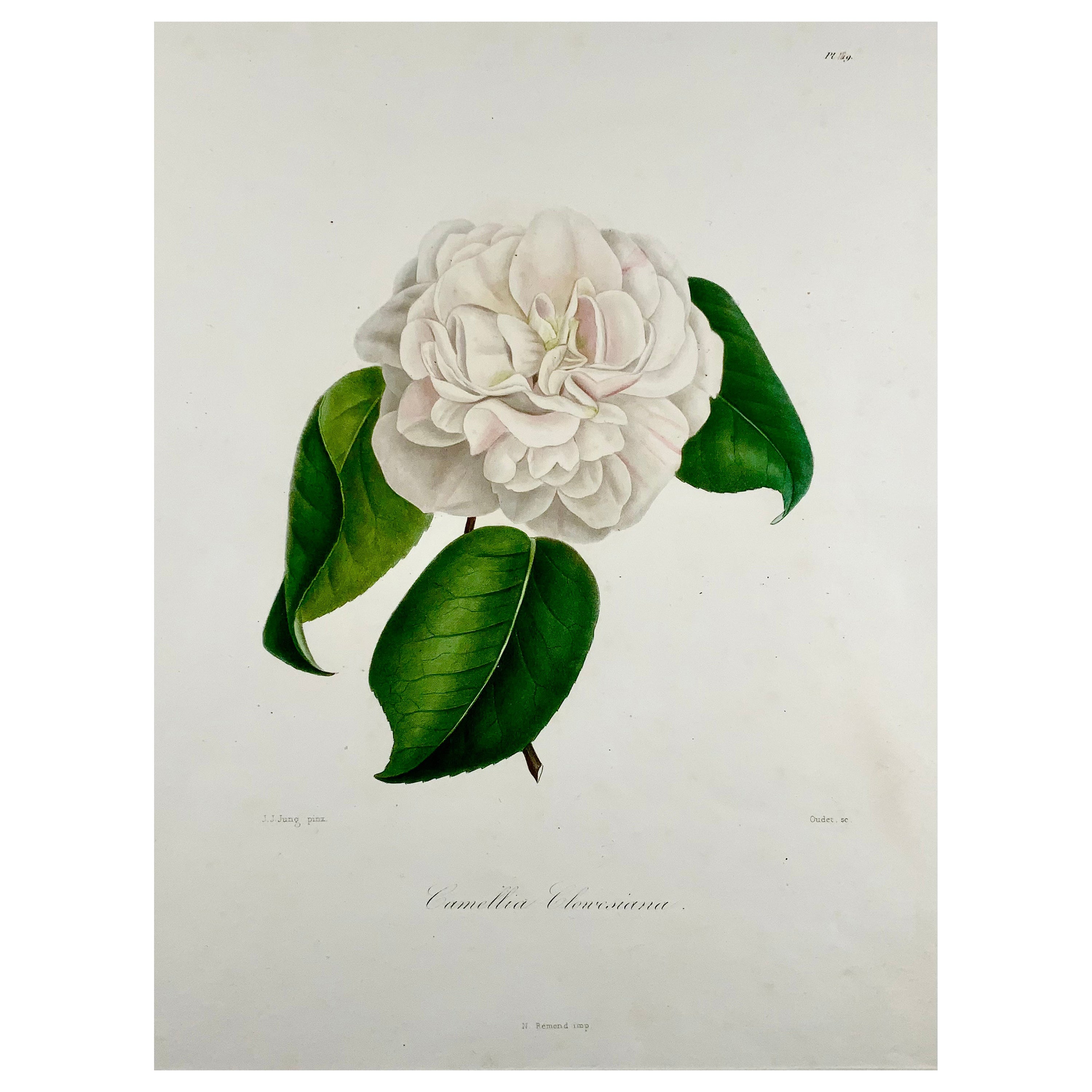 Camelia Clowesiana [Camellia], Drawn by J J Jung, Engraved by Oudet, Berlèse For Sale