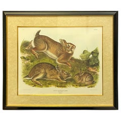 Framed Rabbit Study by John James Audubon, Hand Colored Bowen Lithograph, 1843