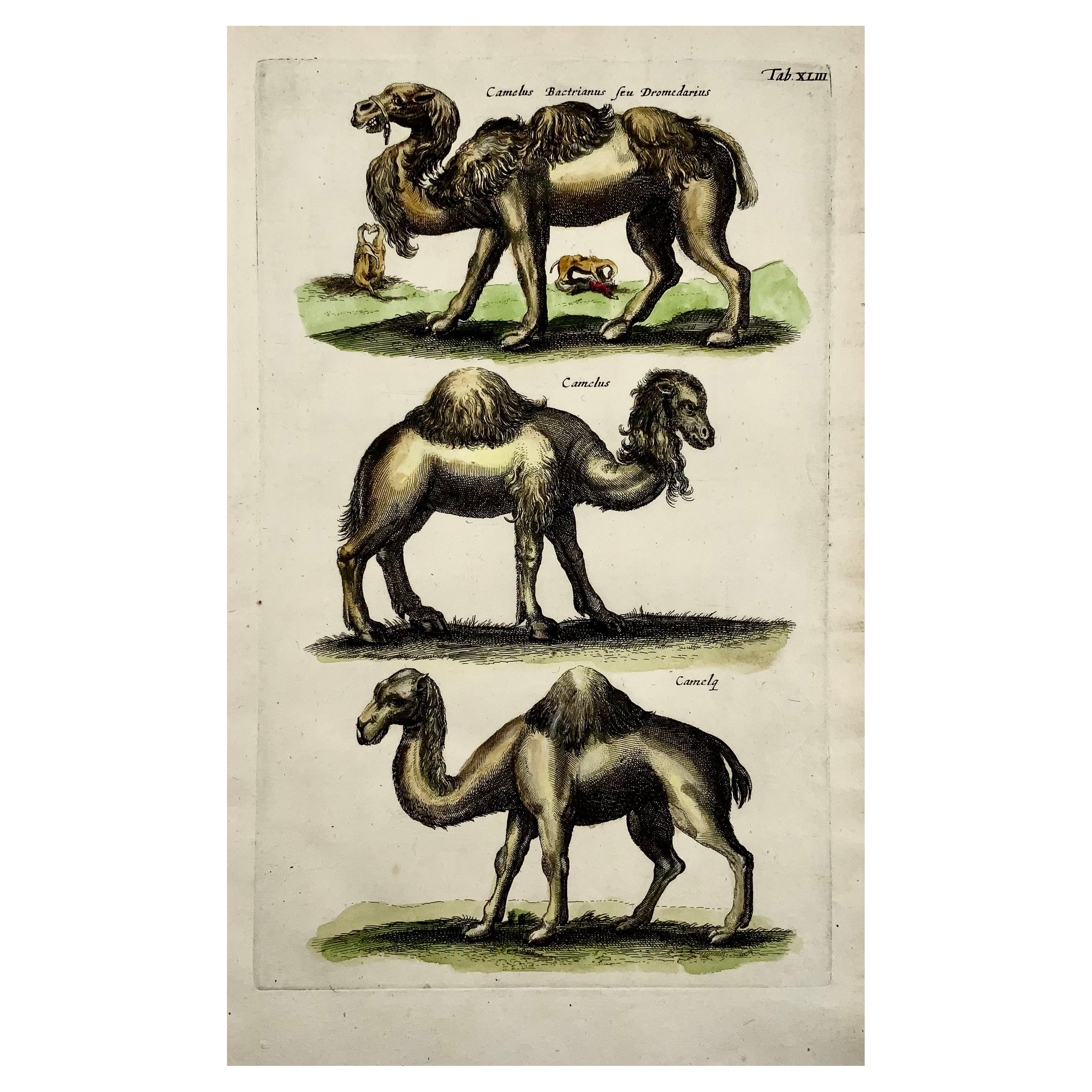 1657 Matthaus Merian, Camellos dromedarios, Folio fino en color a mano