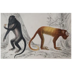 Original Antique Print of Monkeys, 1847 'Unframed'