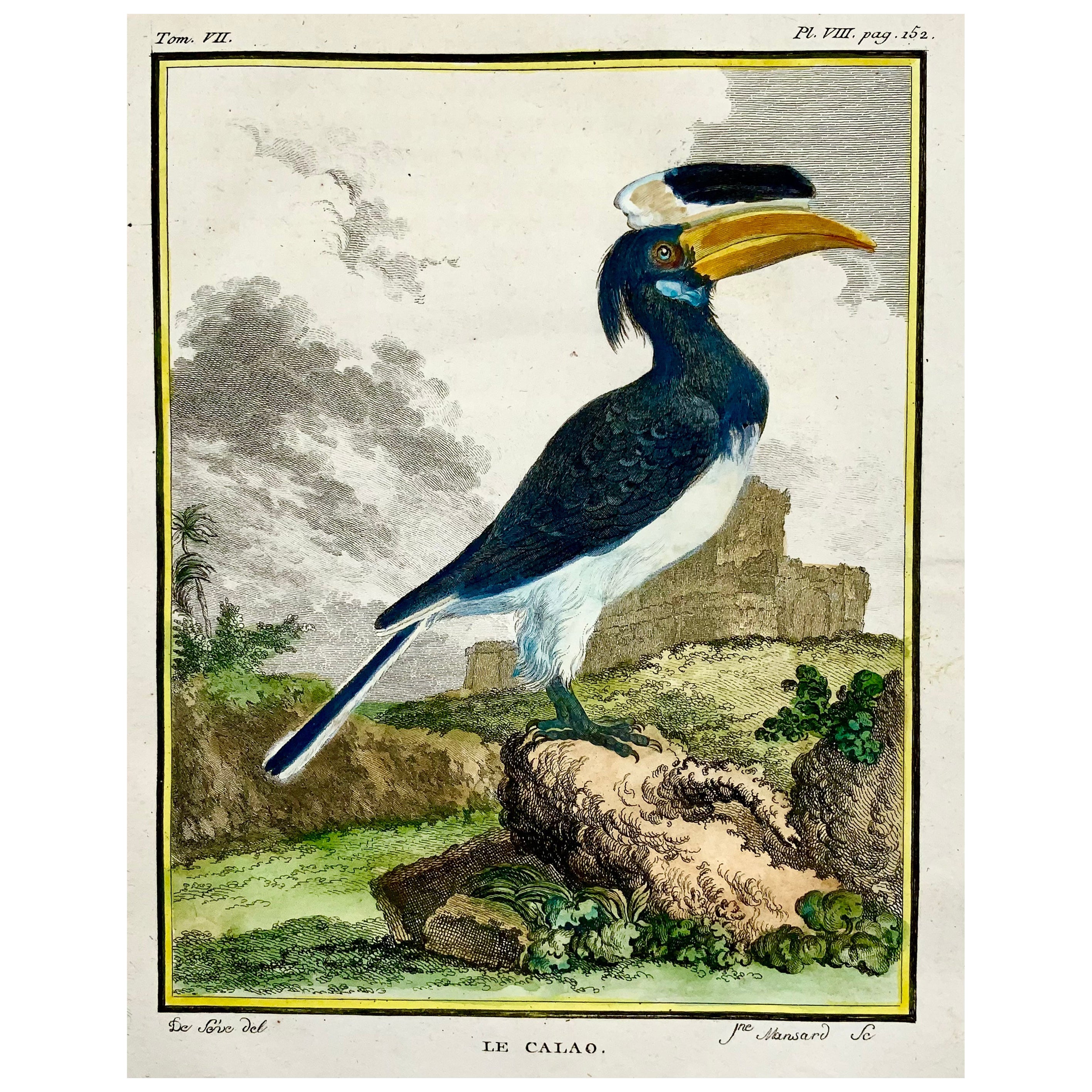 Calao, Hornbill, Fine Quarto Hand Colored Copper Engraving For Sale at  1stDibs