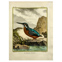 Kingfisher, Fine Quarto Hand Colored Copper Engraving