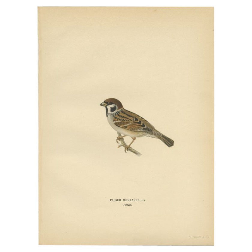 Antique Bird Print of the Eurasian Tree Sparrow, 1927 For Sale