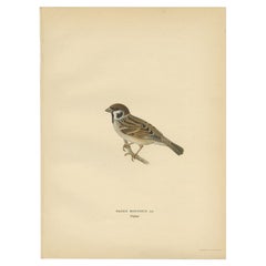 Vintage Bird Print of the Eurasian Tree Sparrow, 1927