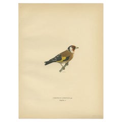 Stunning Antique Bird Print of the European Goldfinch, 1927