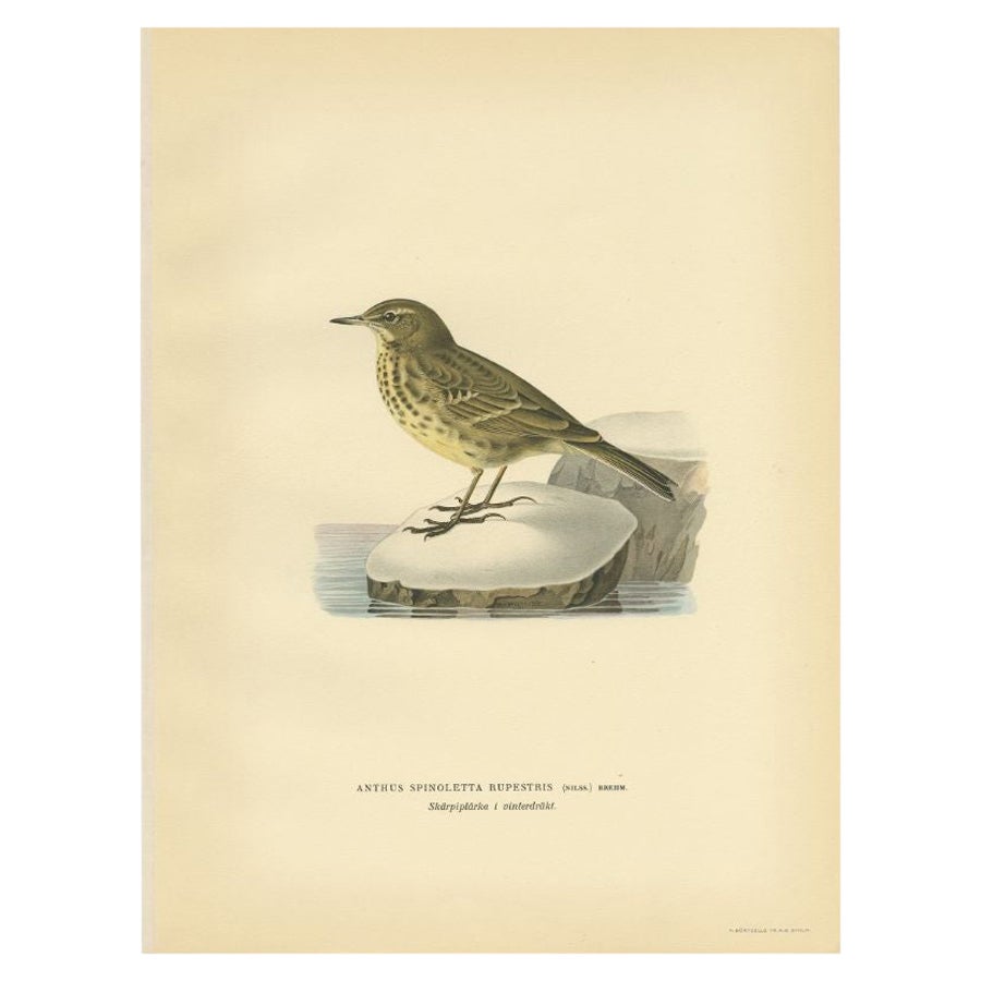 Beautiful Antique Bird Print of the Water Pipit, 1927 For Sale