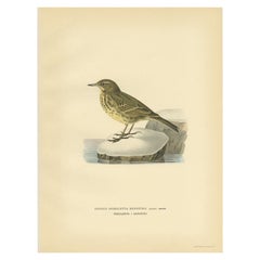 Beautiful Used Bird Print of the Water Pipit, 1927