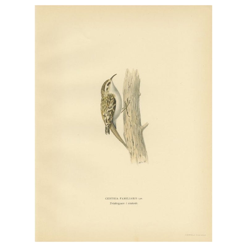 Antiker Vogeldruck des Eurasianischen Baumbildhauers, 1927