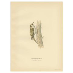 Vintage Bird Print of the Eurasian Treecreeper, 1927