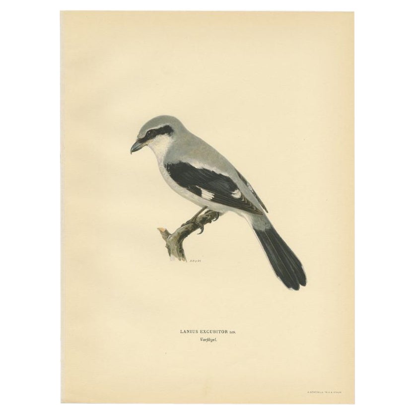 Antique Bird Print of the Great Grey Shrike in Stunning Colors, 1927 For Sale