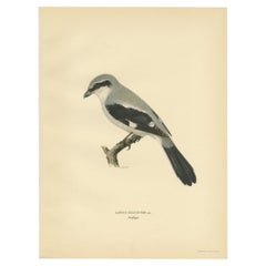 Antique Bird Print of the Great Grey Shrike in Stunning Colors, 1927