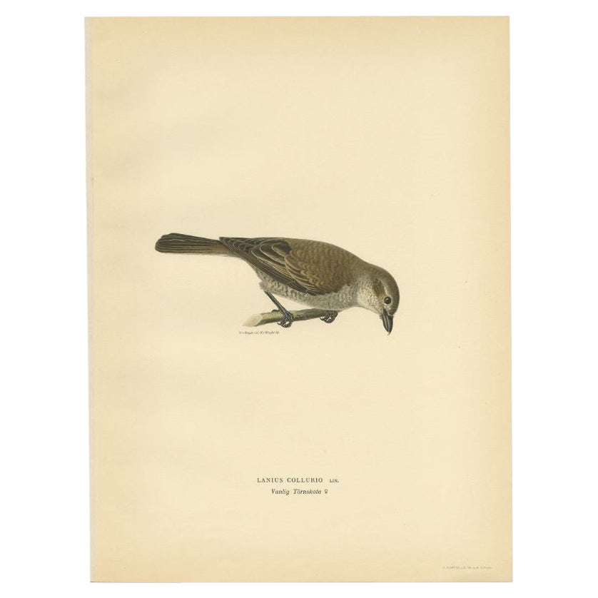 Antique Bird Print of the Red-Backed Shrike by Von Wright, 1927 For Sale