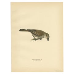 Vintage Bird Print of the Red-Backed Shrike by Von Wright, 1927