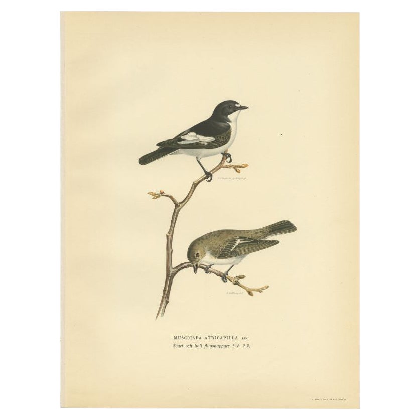Antique Bird Print of the Pied Flycatcher, 1927