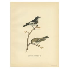 Vintage Bird Print of the Pied Flycatcher, 1927