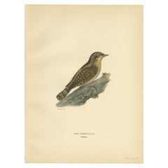 Vintage Bird Print of the Eurasian Wryneck, 1927