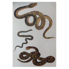 Original Antique Print of Snakes, 1847 'Unframed'