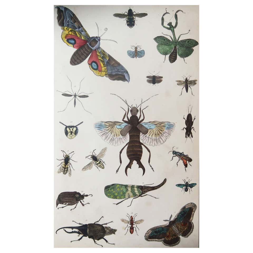 Set of 4 Antique Entomology Prints of Various Insects by Donovan, '1842 ...