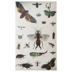 Original Antique Print of Insects, 1847, 'Unframed'