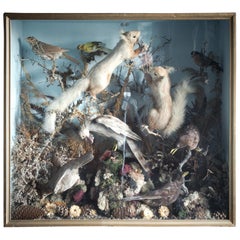 English Taxidermy Cabinet