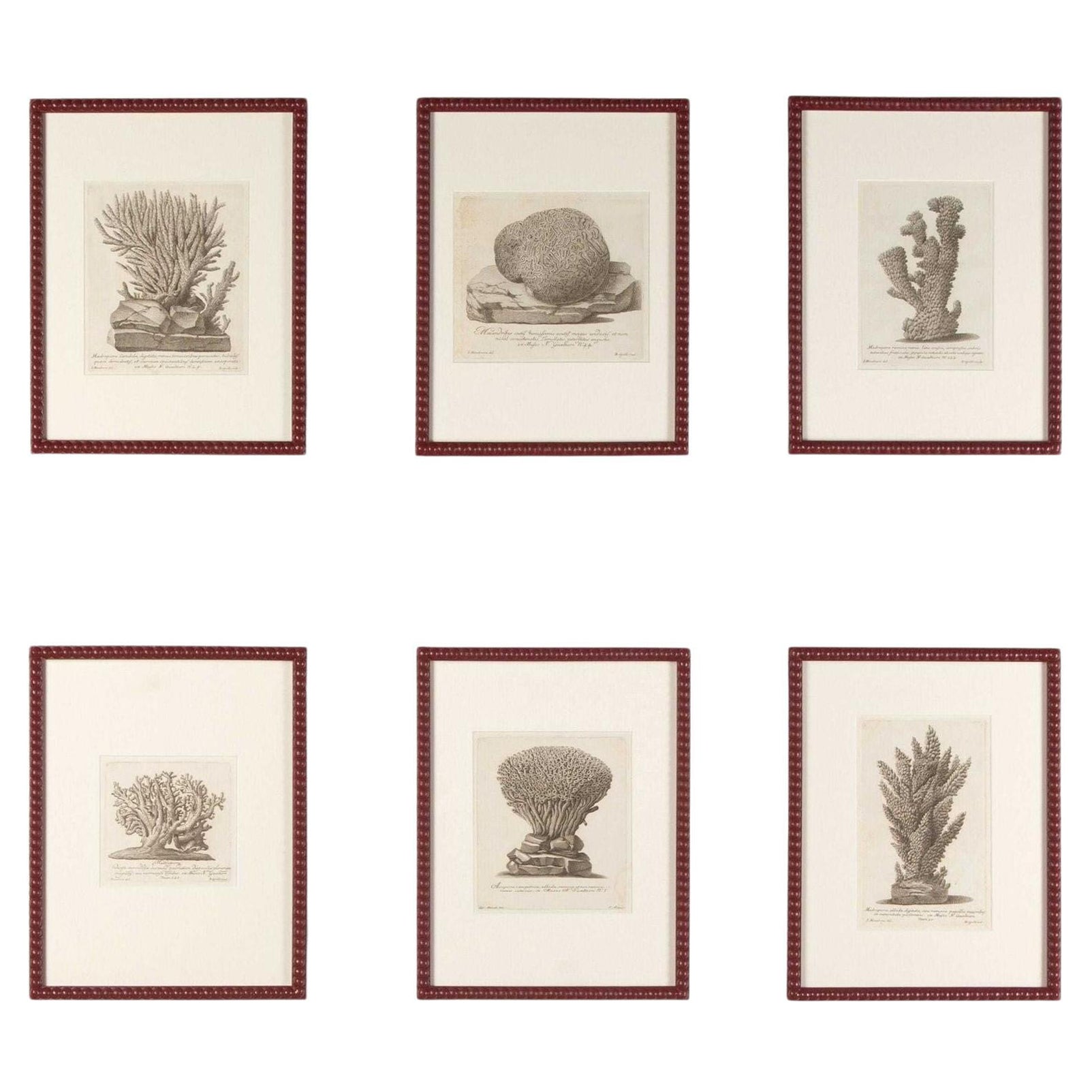 Set of Six 18th Century Coral Engravings by Nicolai Gualtieri