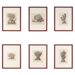 Set of Six 18th Century Coral Engravings by Nicolai Gualtieri