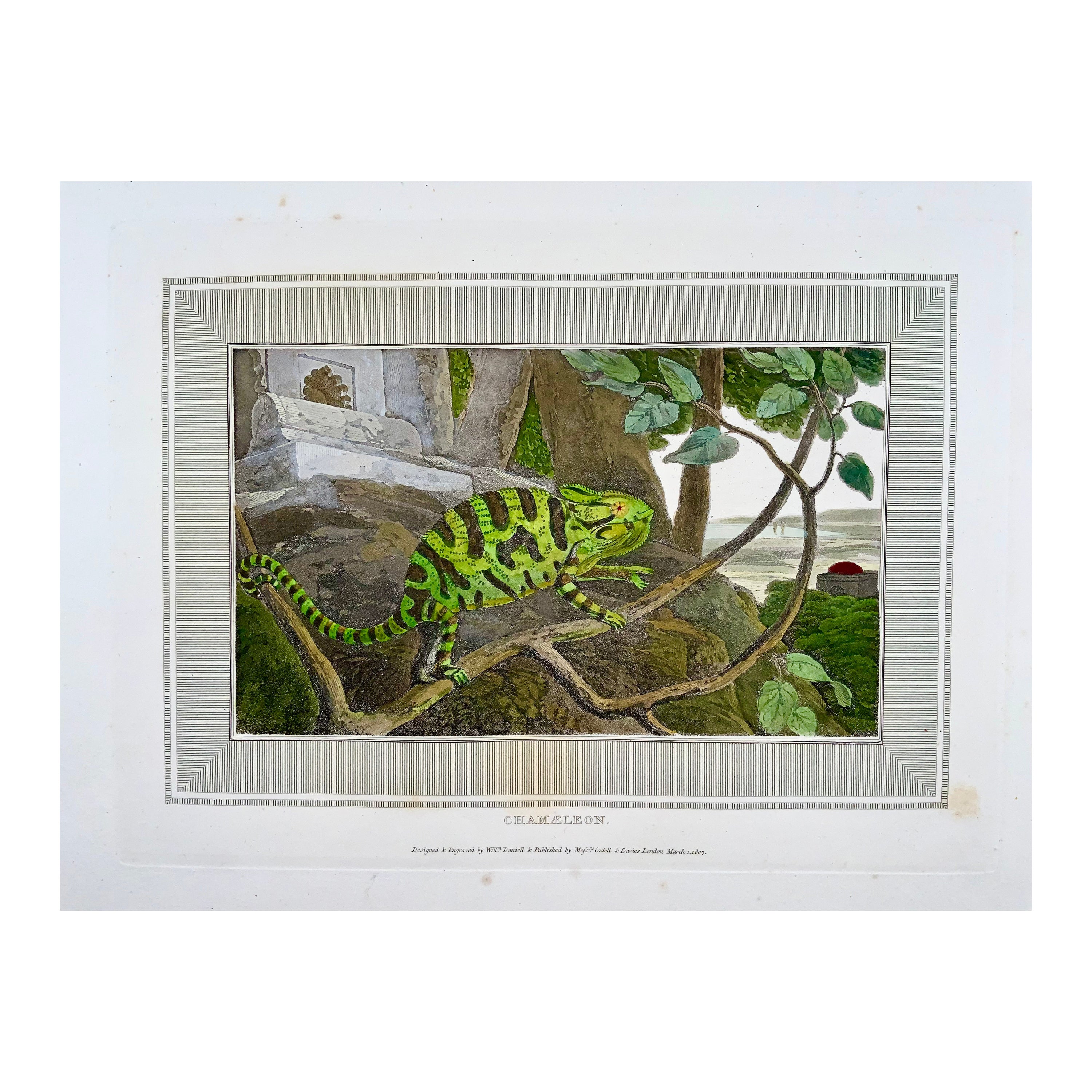 William Daniell, Chameleon, reptile, aquatinte colorée à la main, 1807 en vente