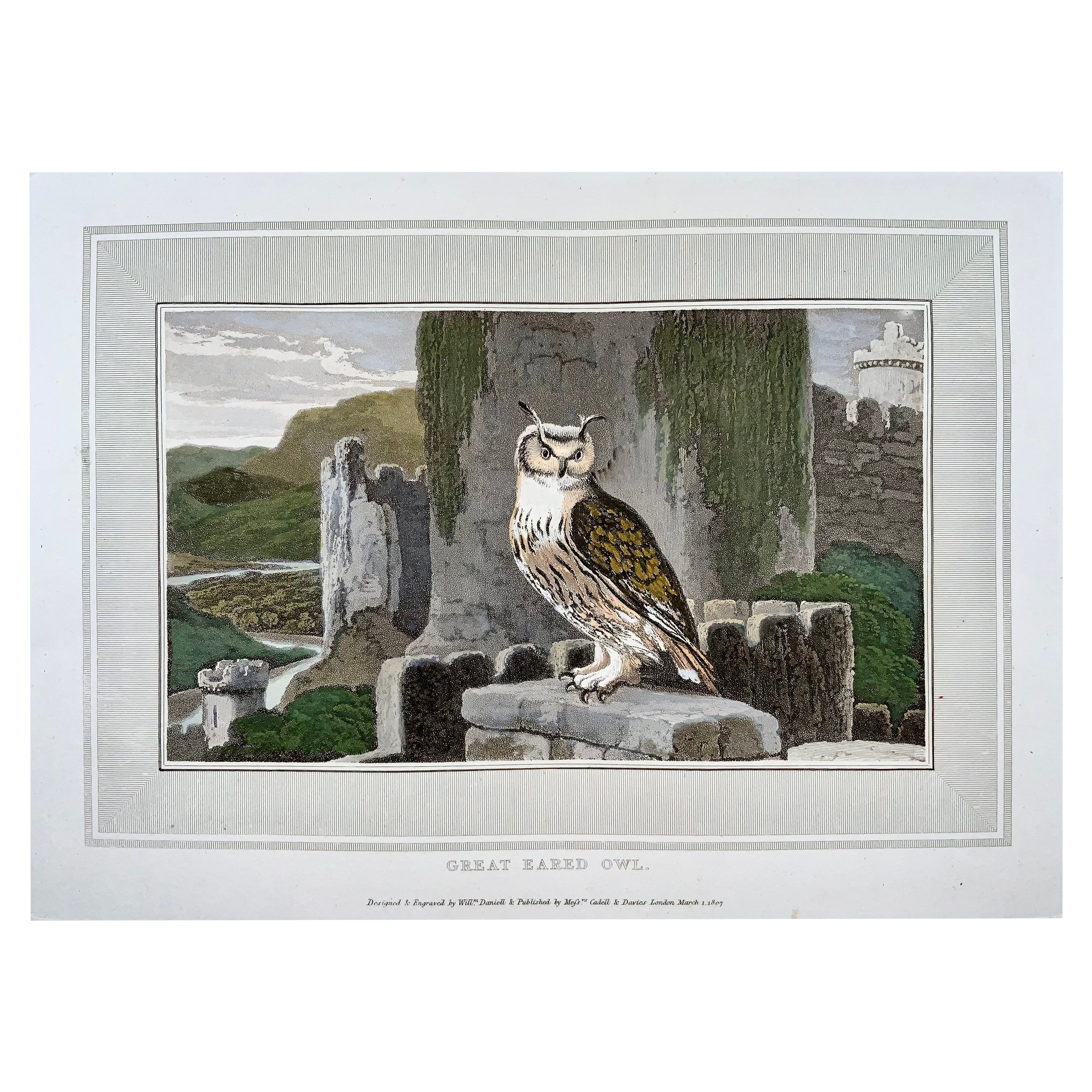 William Daniell, Hibou chevronné de grande taille, ornithologie, aquatinte colorée à la main, 1807 en vente