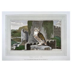 1807 William Daniell, Great Eared Owl, Ornithology, Hand Coloured Aquatint