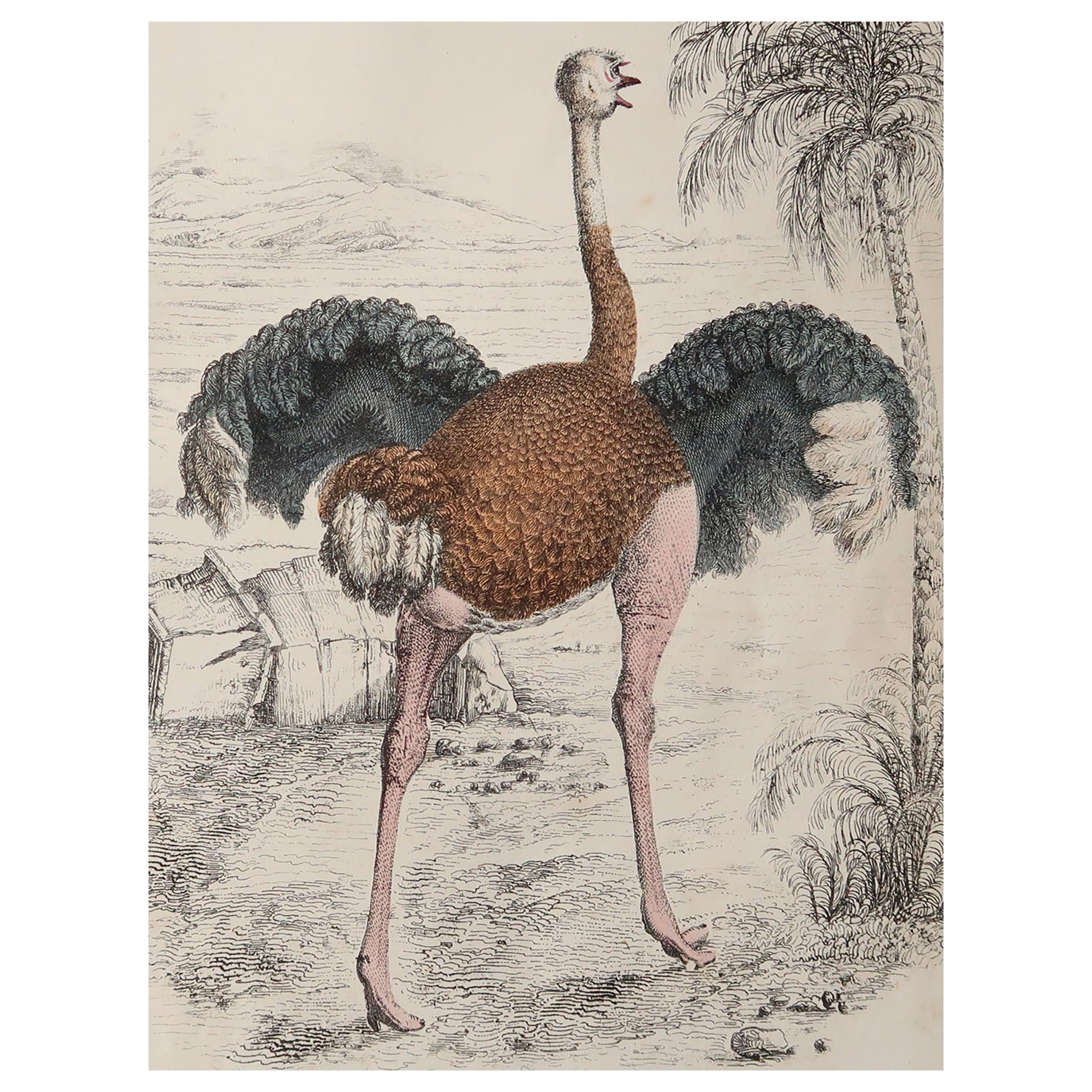 Original Antique Print of An Ostrich, 1847 'Unframed'