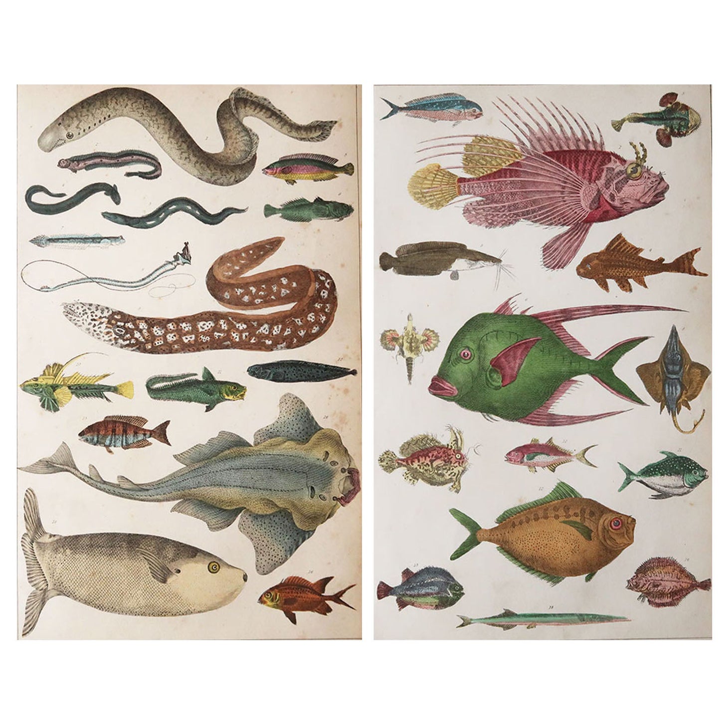 Pair of Original Antique Prints of Fish, 1847