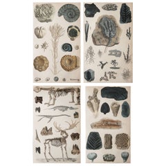 Set of 4 of Original Antique Prints of Fossils and Dinosaur Bones, 1847