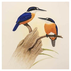 George F Sandstrom Watercolor Bird Study Farguharis Ornithological Illustration