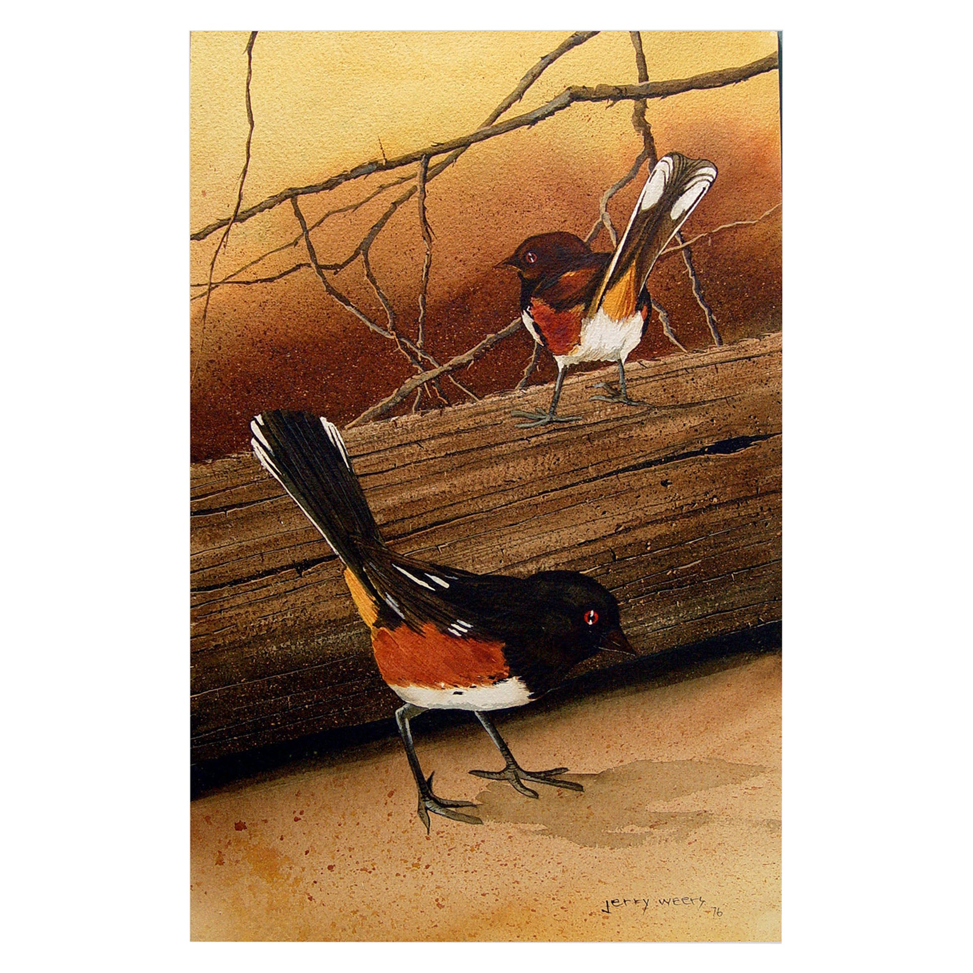 1976 Spotted Towhee Sparrow Painting by Jerry Weers For Sale