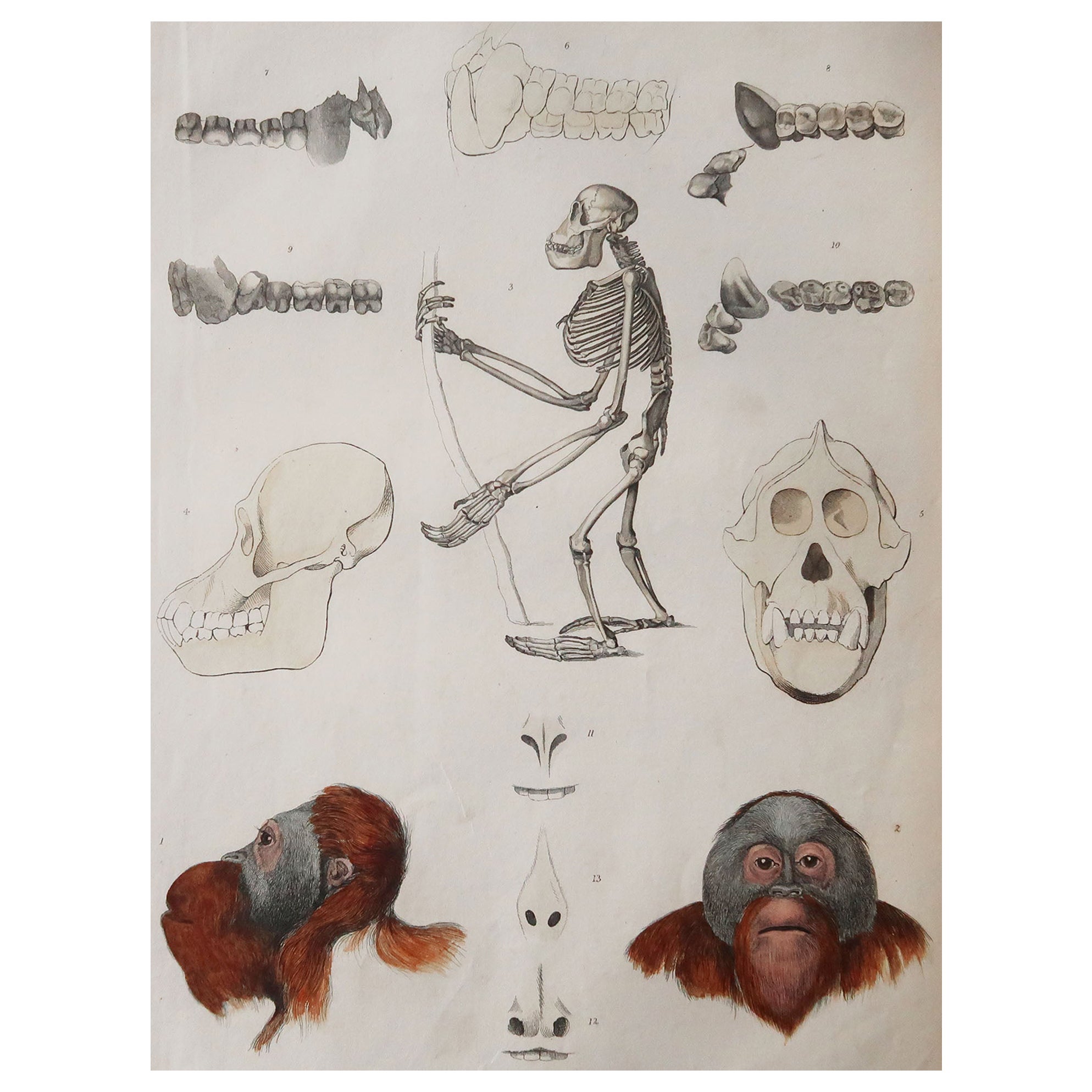 Großer originaler antiker Naturgeschichte-Druck, Quadrumana, um 1835
