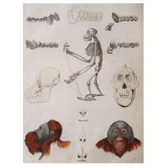 Large Original Antique Natural History Print, Quadrumana, circa 1835