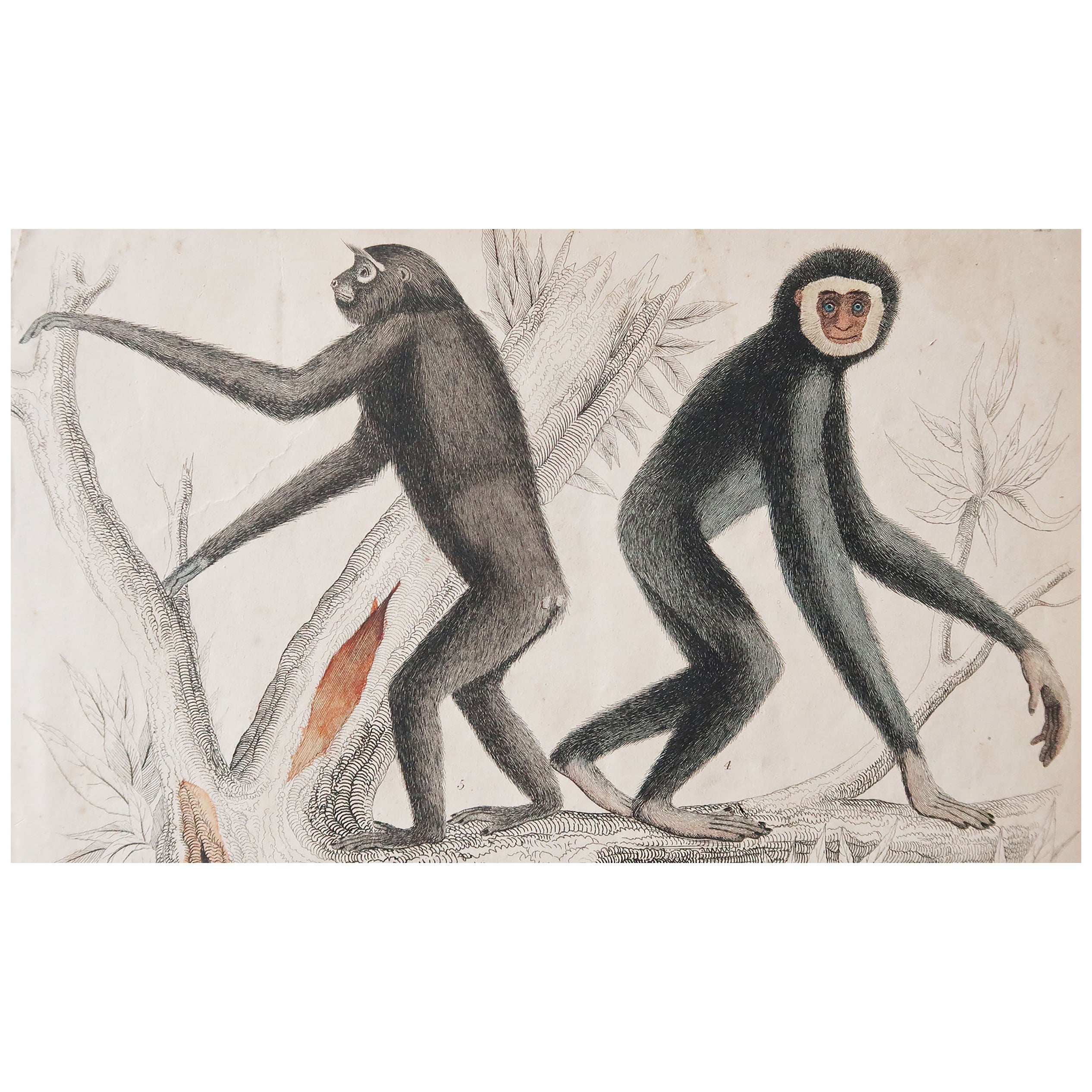 Set of 4 Original Antique Prints of Monkeys, circa 1790 For Sale at 1stDibs
