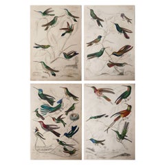 Set of 4 Large Original Antique Prints of Hummingbirds, Circa 1835