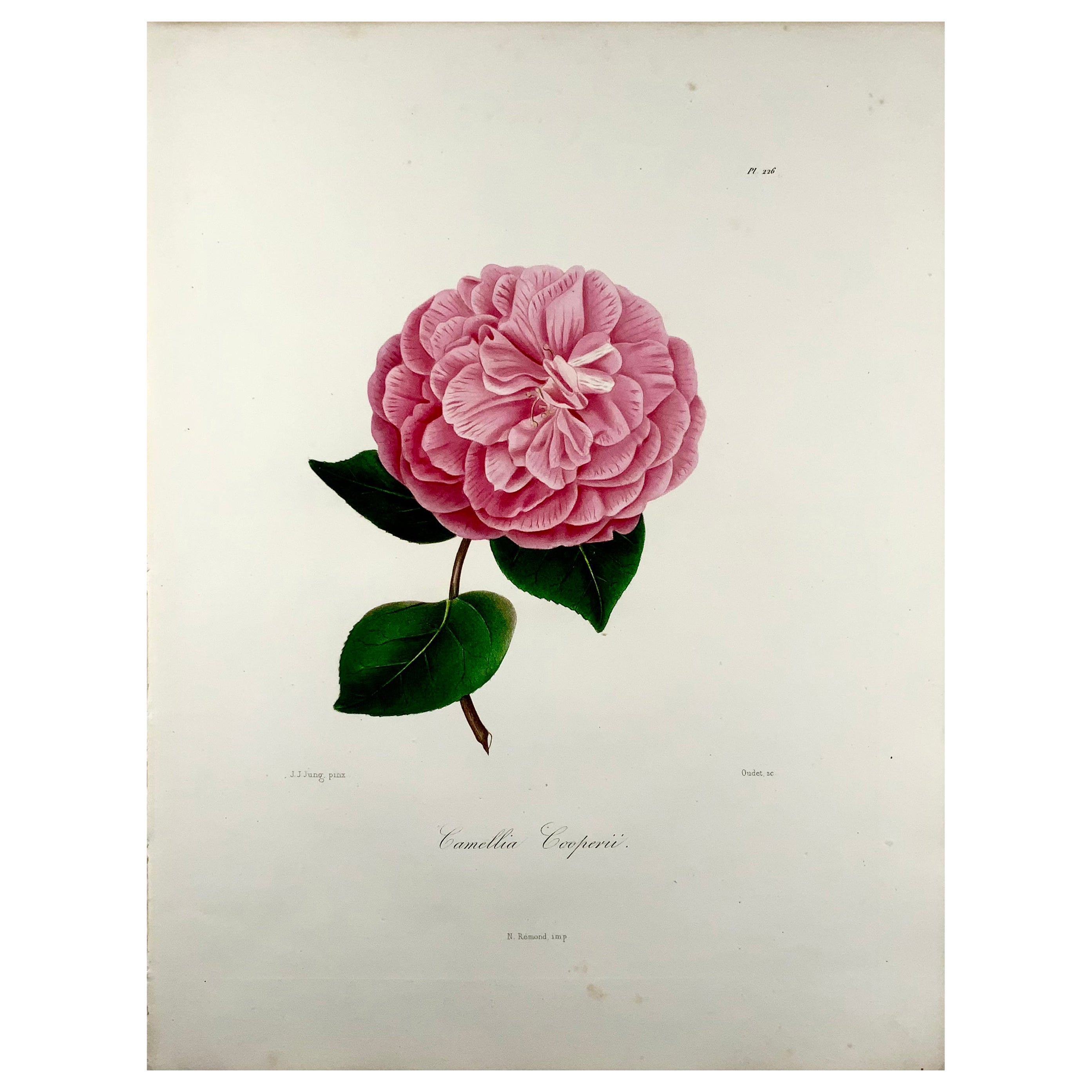 Camelia Cooperii 'Camellia', Drawn by J J Jung, Engraved by Oudet, Berlèse For Sale