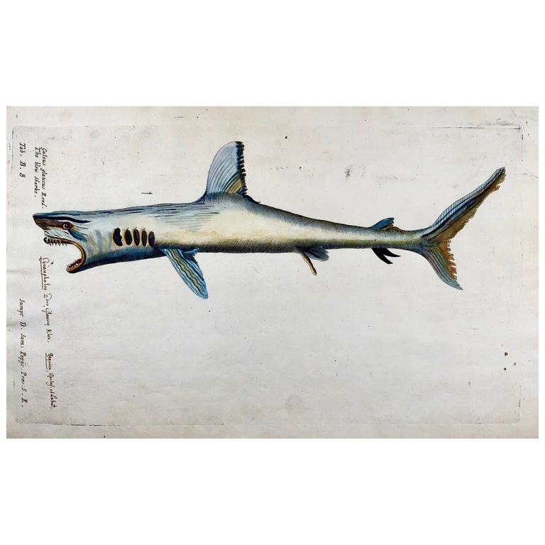 Deevoka Cerf-volant en forme de requin de grande taille facile à voler