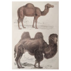Large Original Antique Natural History Print, Camels, circa 1835