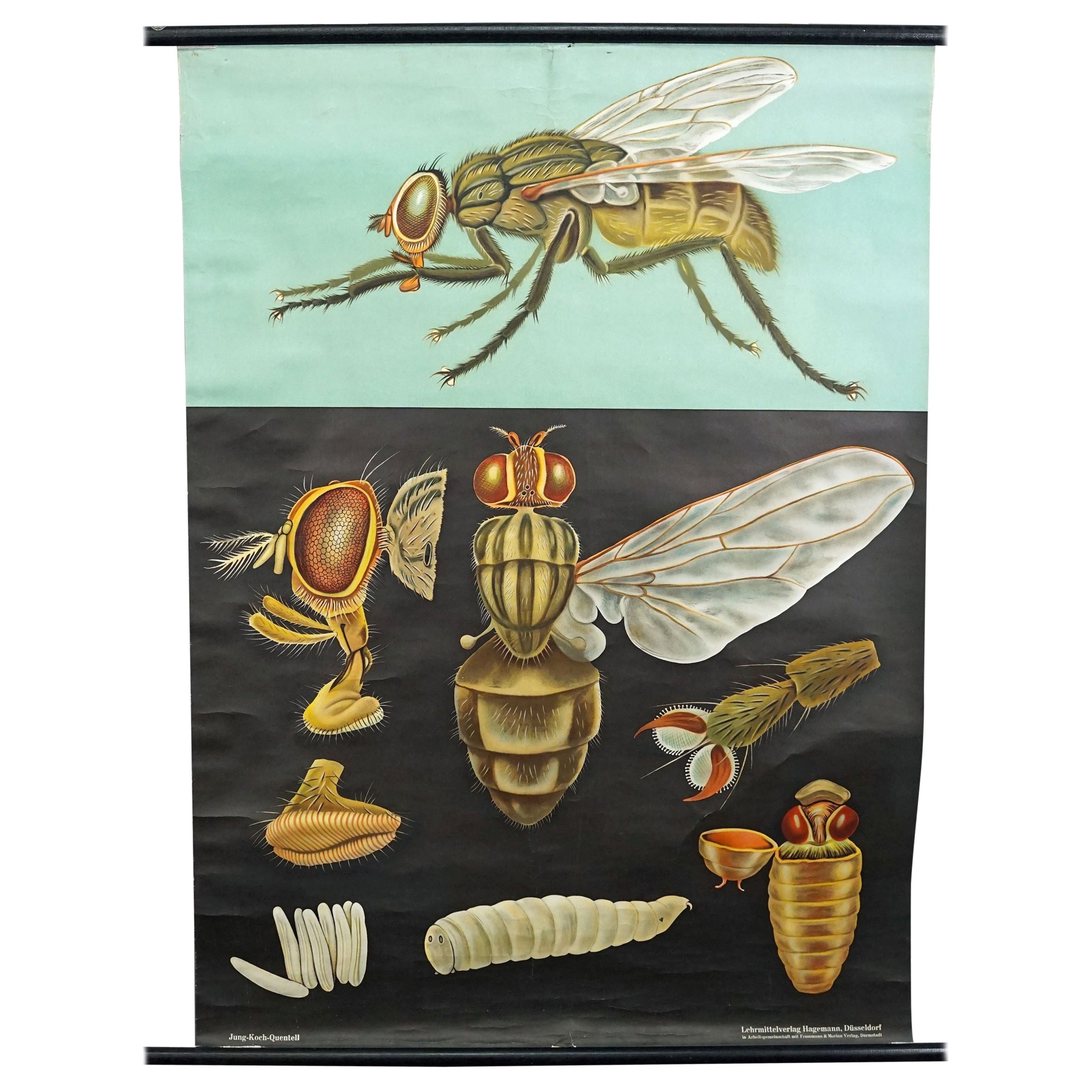 Jung Koch Quentell Vintage-Wandplakat „House Fly“ mit Countrycore-Muster im Angebot