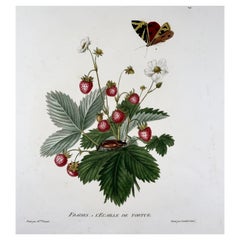 1820 Henriette a. Vincent, Strawberries & Butterflies, Large Folio, Stipple