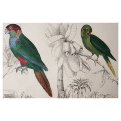 Original Antique Print of Parrots, 1847 'Unframed'