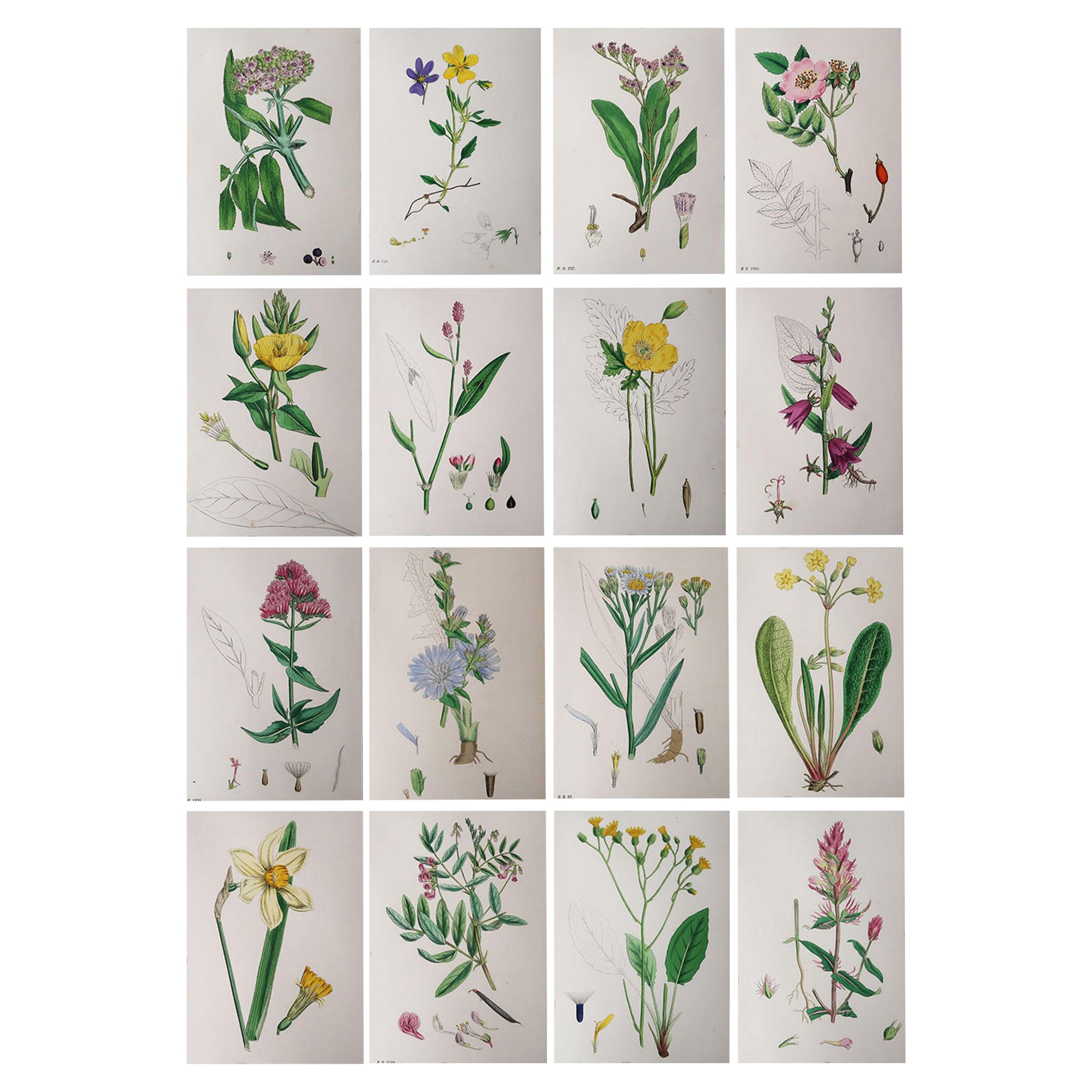 Set of 16 Original Antique Botanical Prints 'Roses', circa 1850 For