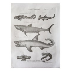 Original Antique Print of Sharks, Circa 1790