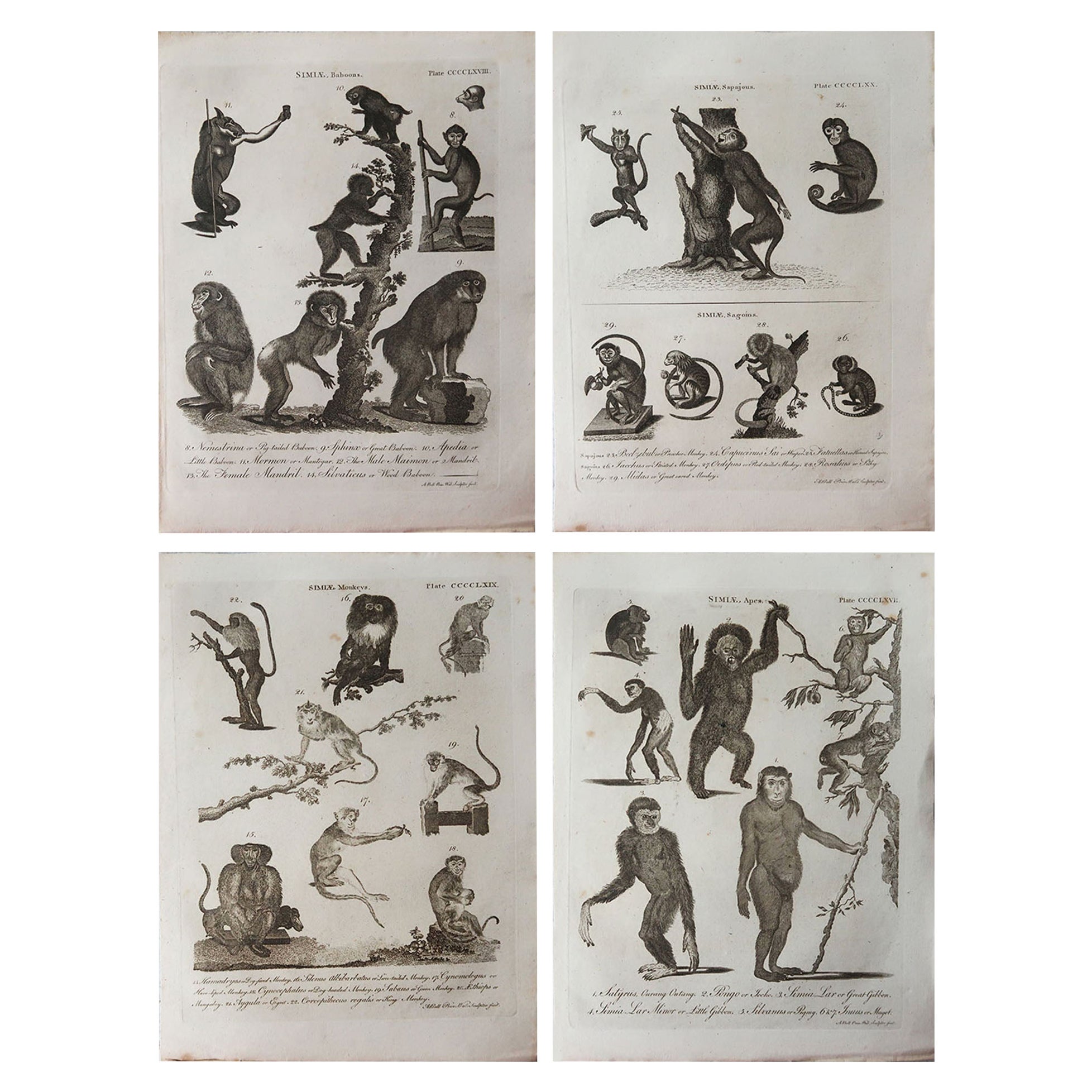 Ensemble de 4 estampes anciennes originales représentant des singes, vers 1790