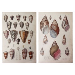 Pair of Large Original Antique Natural History Prints, Shells, circa 1835