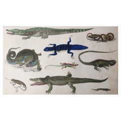Original Antique Print of Reptiles, 1847 'Unframed'